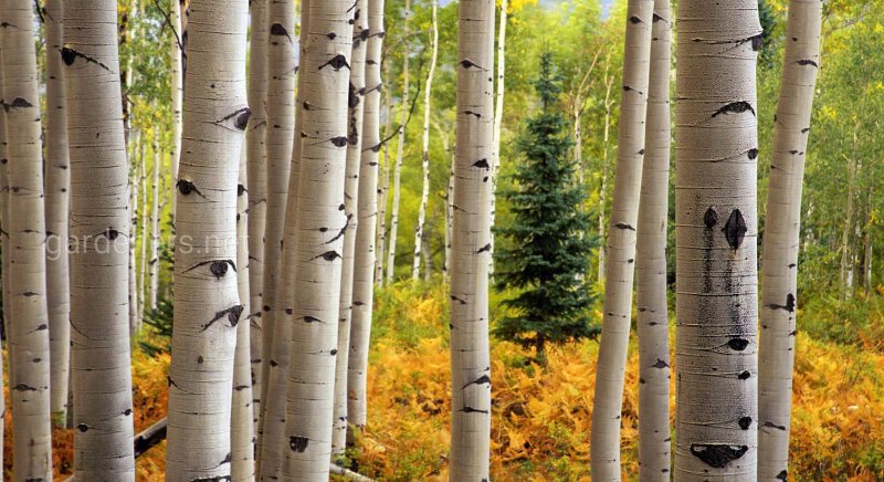 Осина обыкновенная (Populus tremula)