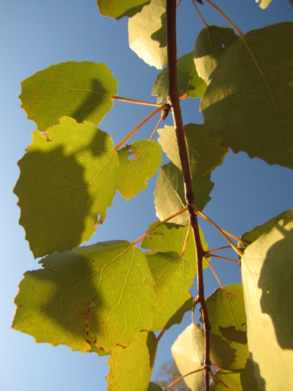 Осина (Populus tremula)
