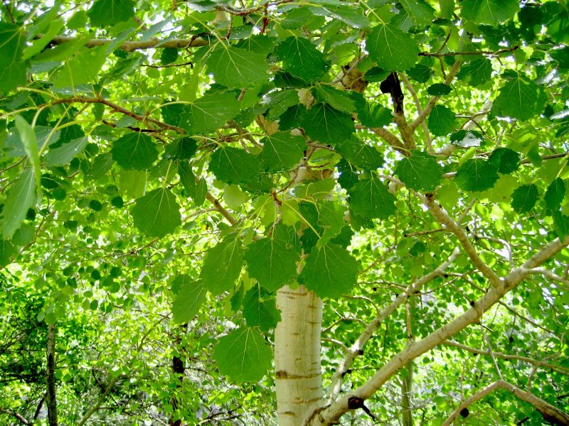 Осина (Populus tremula)
