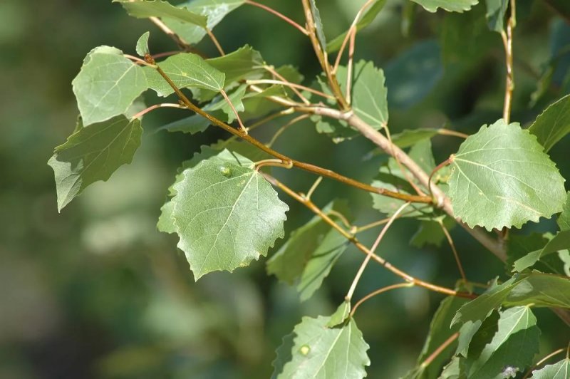 Тополь крупнозубчатый (Populus grandidentata)