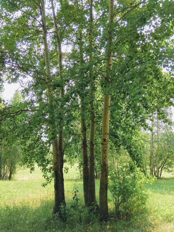 Осина (Populus tremula)