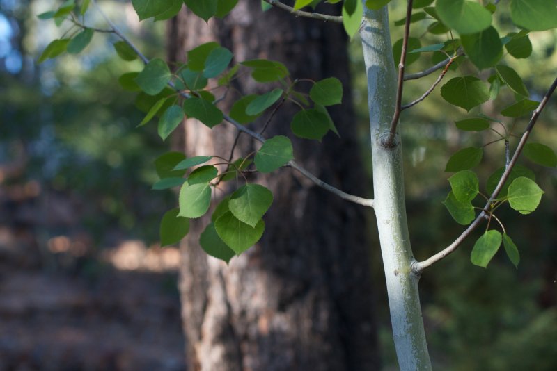 Тополь дрожащий (Populus tremula)
