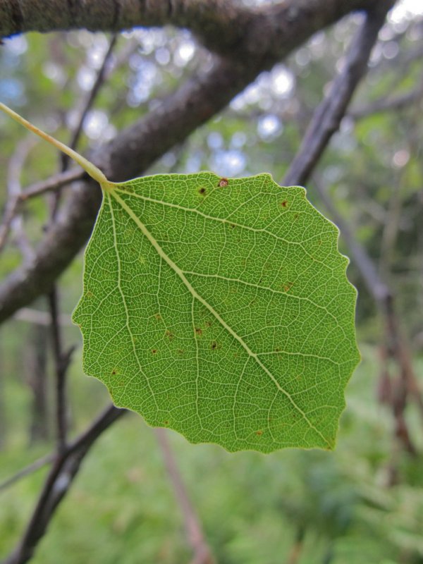 Тополь дрожащий (Populus tremula)