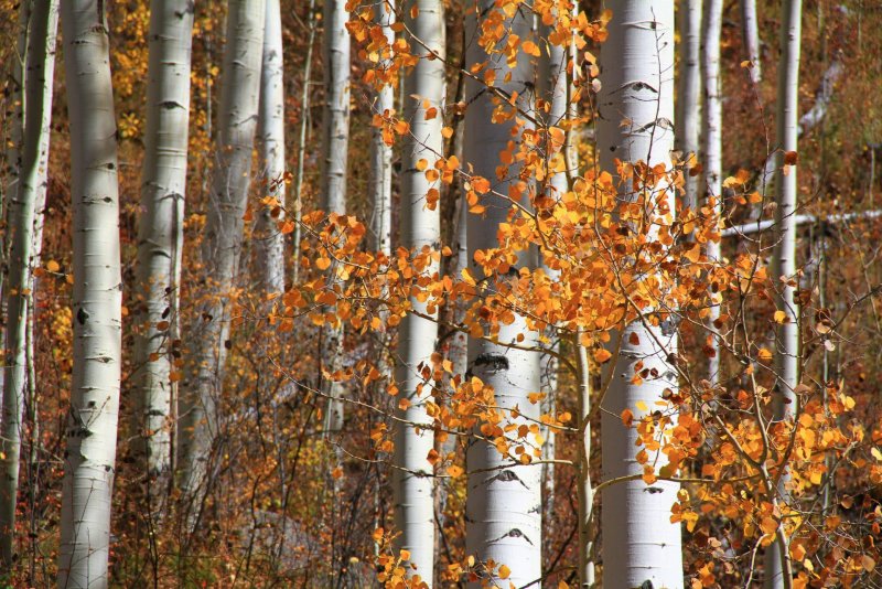 Осина (Populus tremula)