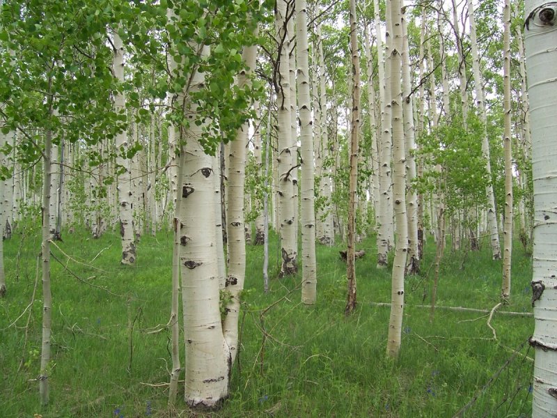 Тополь дрожащий (Populus tremula)