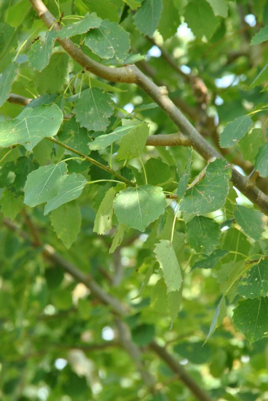 Тополь дрожащий (Populus tremula)