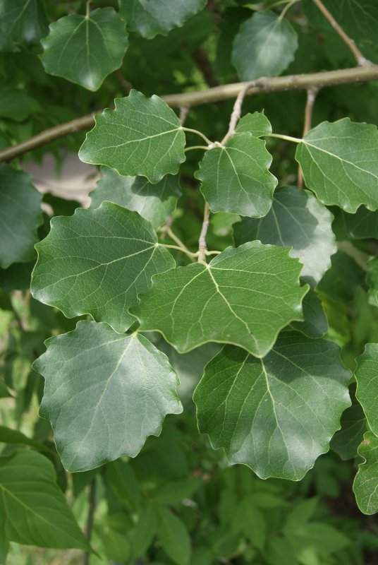 Тополь дрожащий (Populus tremula)