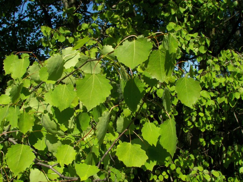 Осина (Populus tremula)
