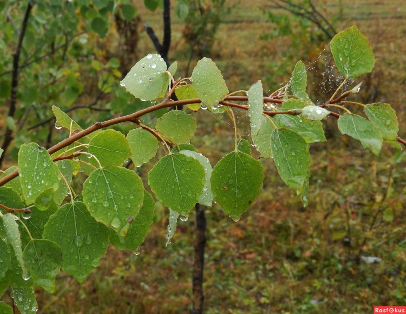 Осина обыкновенная (Populus tremula)