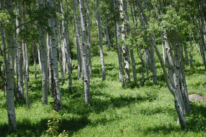 Populus tremula осень