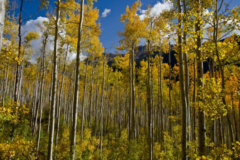 Populus tremula осень