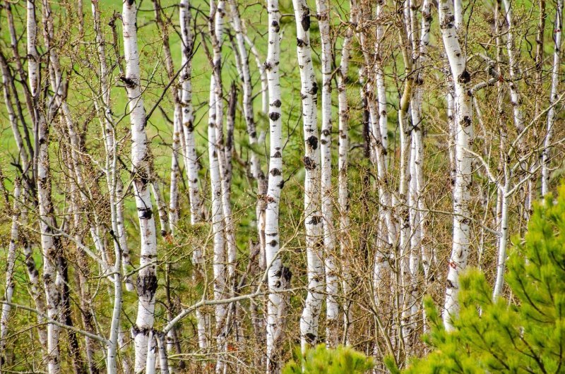Тополь китайский (Populus simonii)