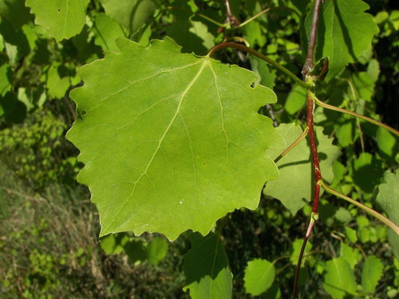 Осина обыкновенная (Populus tremula)