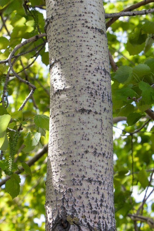 Осина (Populus tremula)