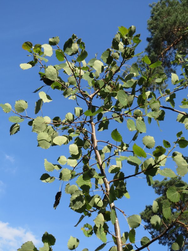 Осина (Populus tremula)