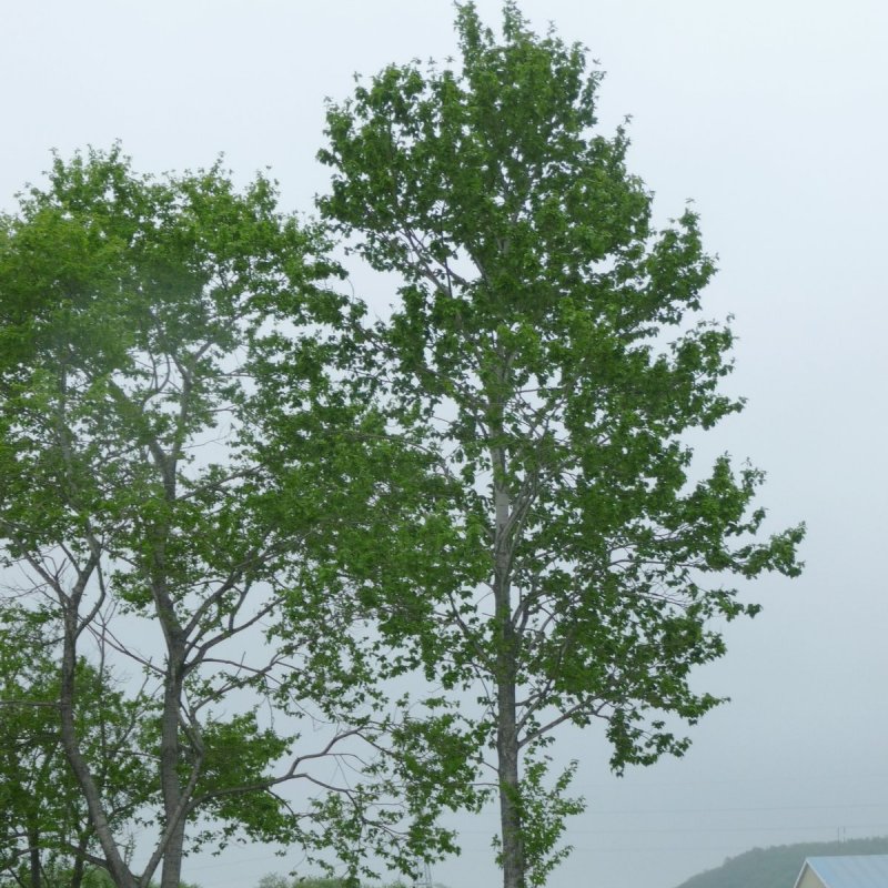 Populus tremula плод