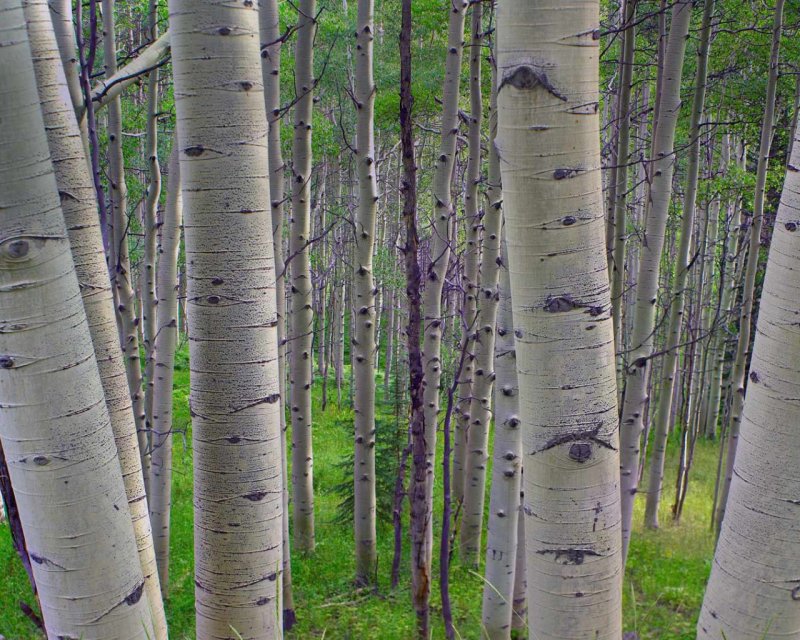 Осина - Populus tremula l.