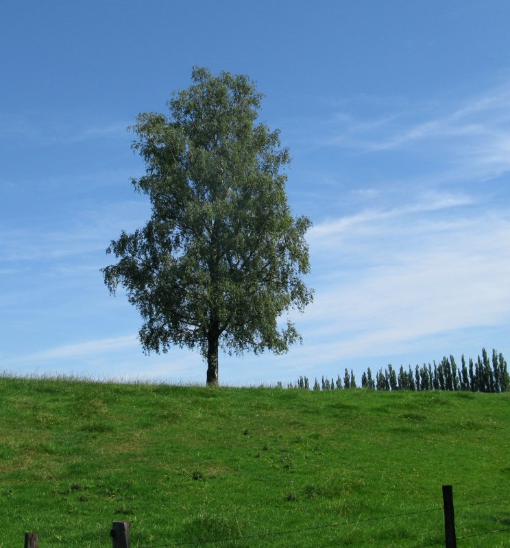 Осина обыкновенная (Populus tremula)