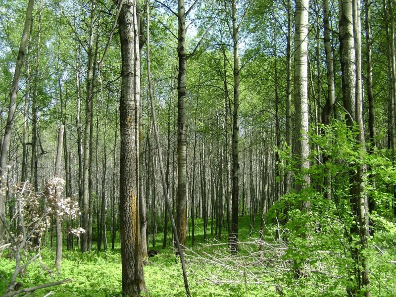 Осина Евросибирская