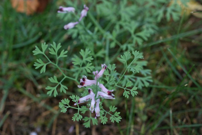 Дымянка аптечная (fumaria officinalis)
