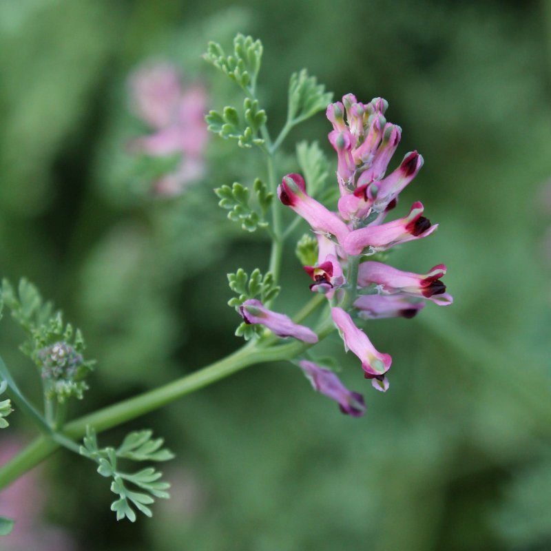 Fumaria vaillantii Loisl