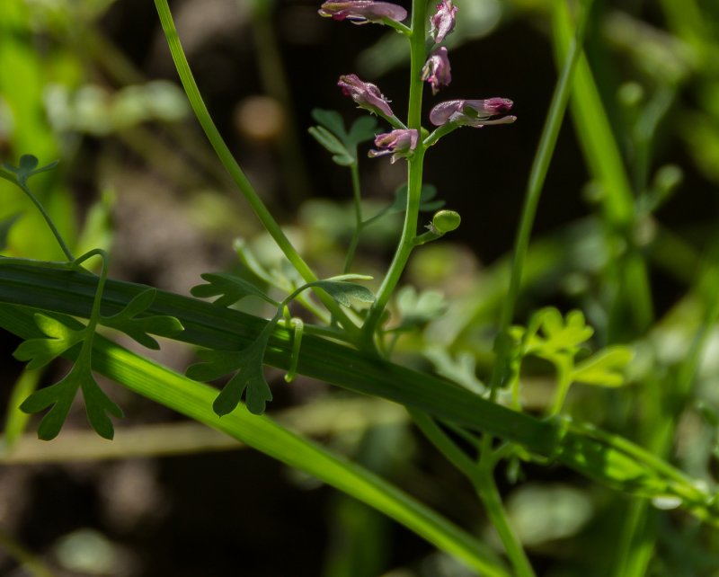 Дымянка аптечная (fumaria officinalis)