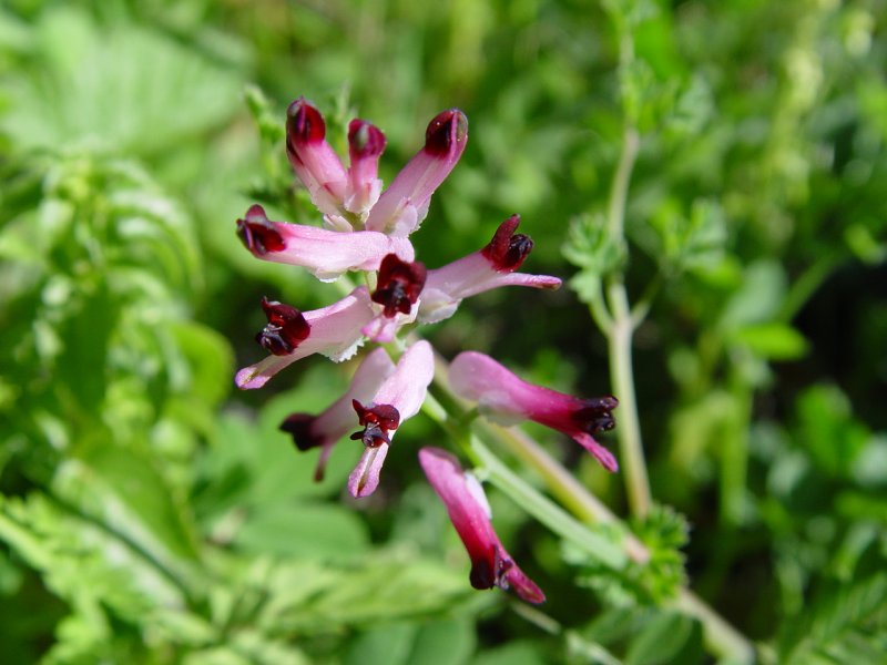 Дымянка лекарственная fumária officinális