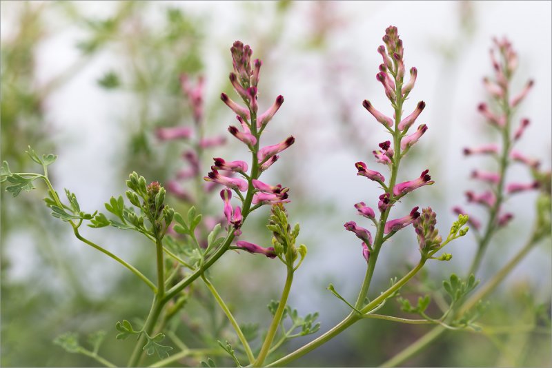Дымянка лекарственная fumária officinális