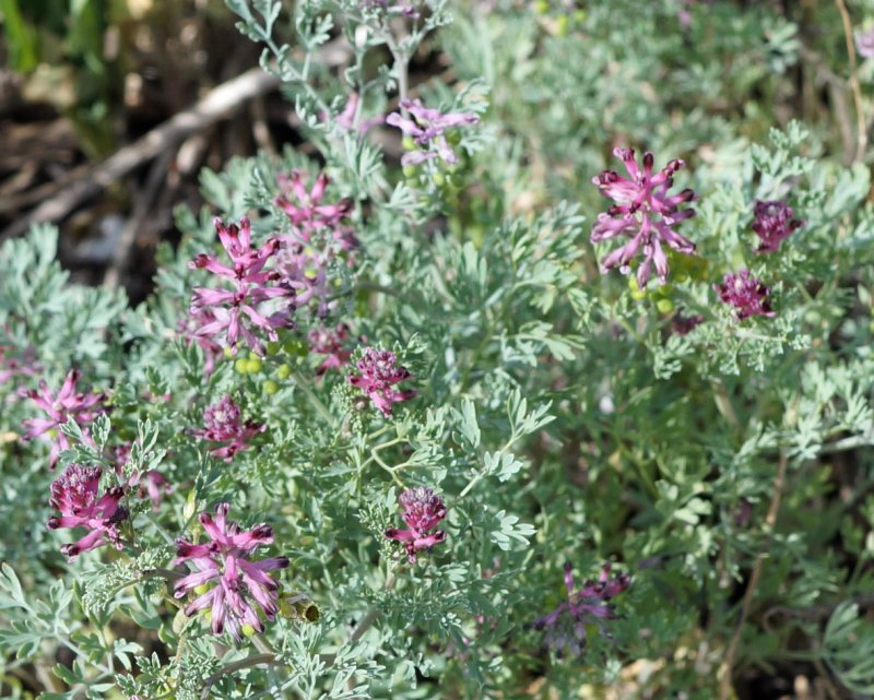 Дымянка лекарственная fumária officinális