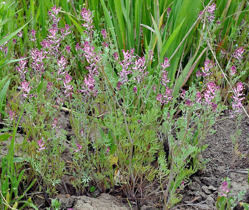 Дымянка аптечная (fumaria officinalis)