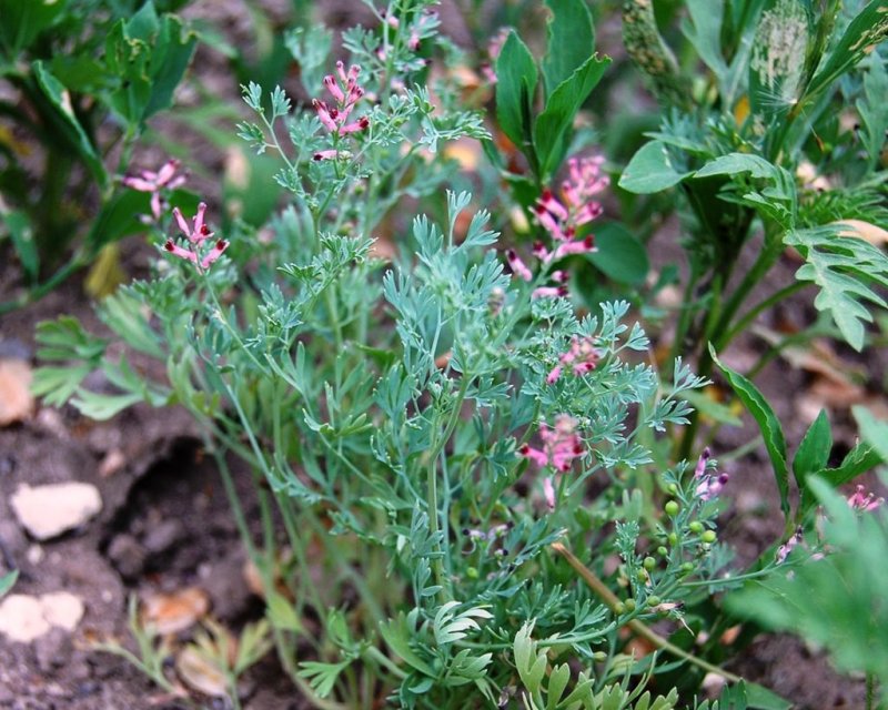 Fumaria officinalis ботаника