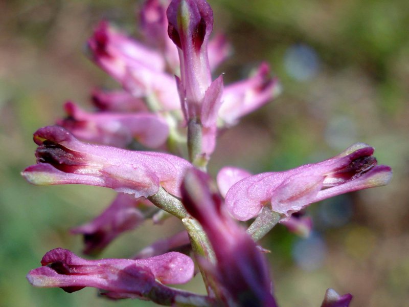 Дымянка лекарственная fumária officinális