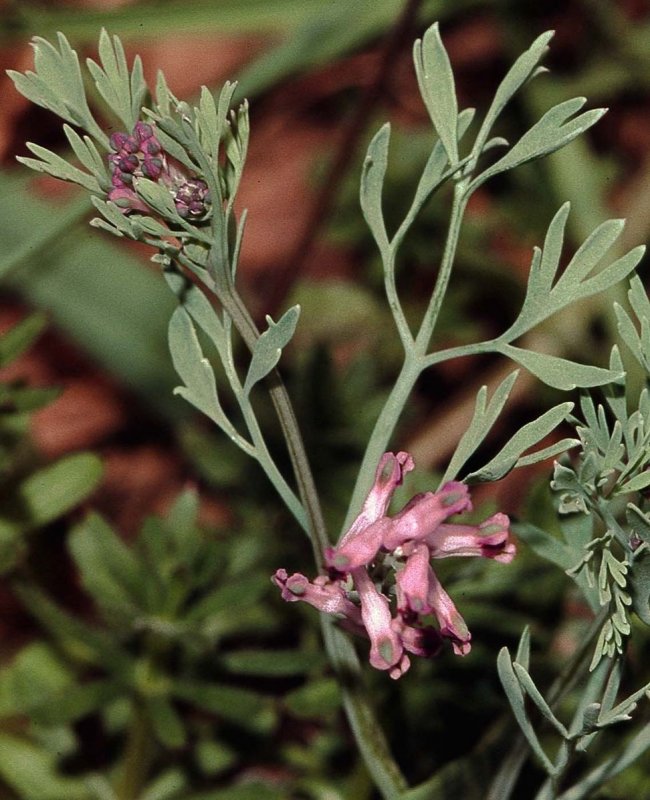 Fumaria officinalis Seeds