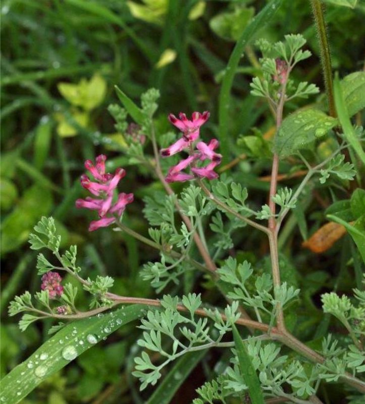 Дымянка аптечная (fumaria officinalis)