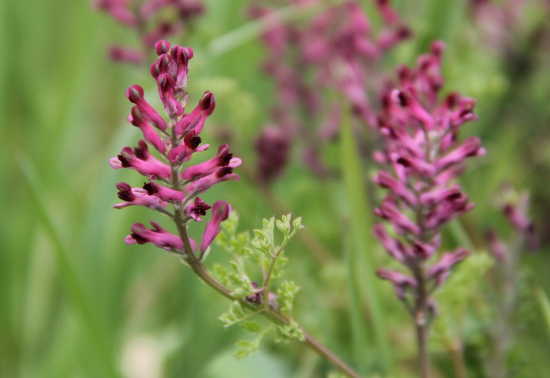 Fumaria parviflora lam