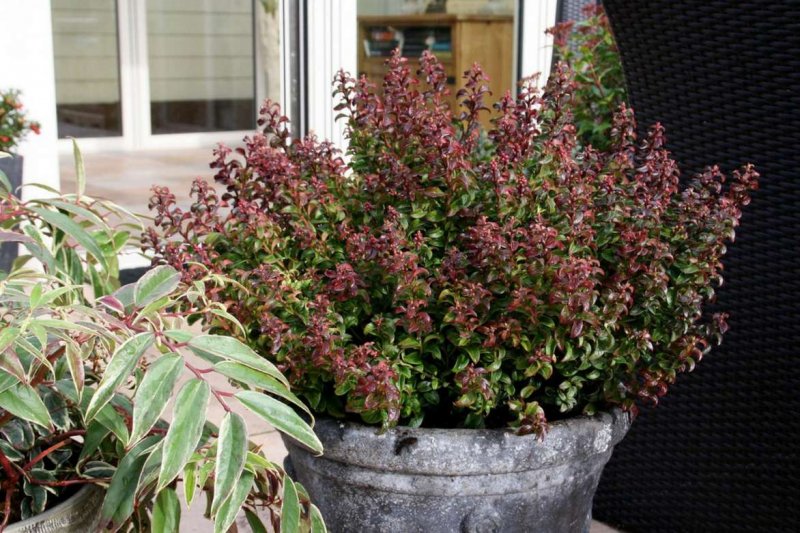 Leucothoe 'Zeblid'