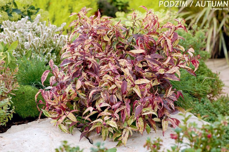 Leucothoe 'Zeblid'