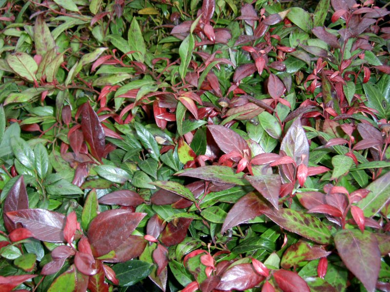 Leucothoe Scarletta