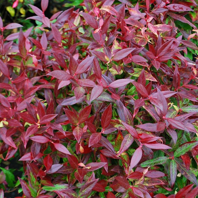 Леукотоэ curly Red axillaris