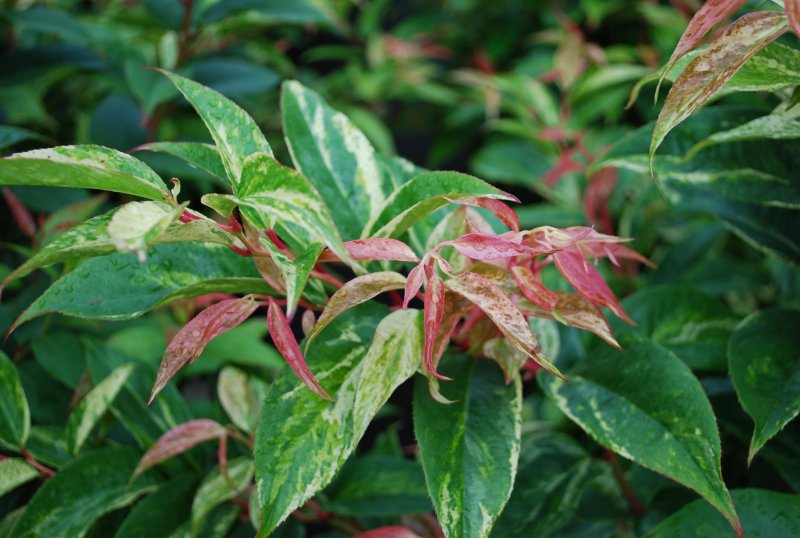 Leucothoe fontanesiana