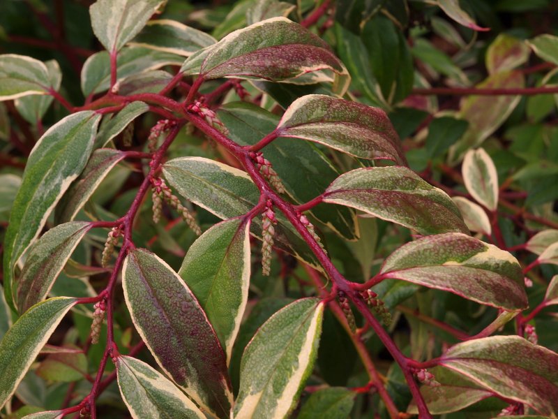 Леукотоэ axillaris (сорт 'curly Red'