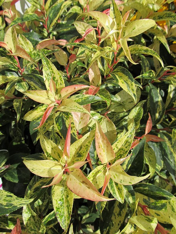 Leucothoe 'Zeblid'