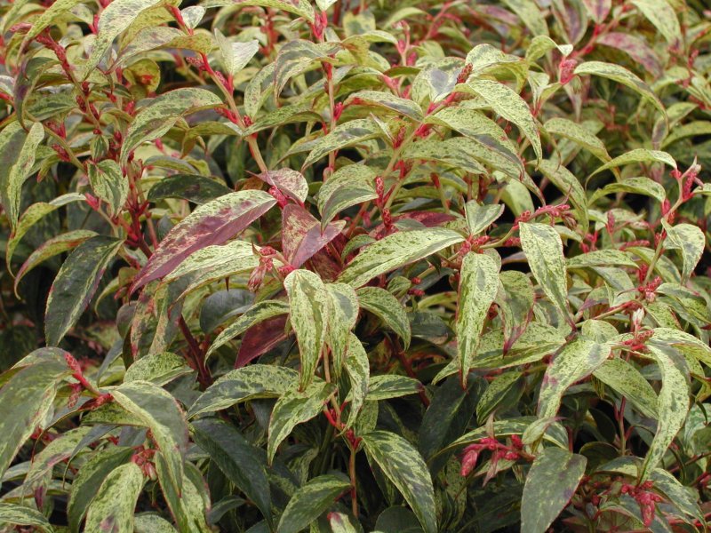 Leucothoe fontanesiana Rainbow