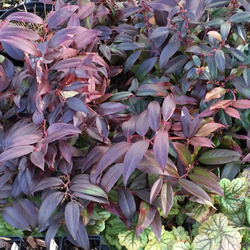 Леукотоэ axillaris (сорт 'curly Red'