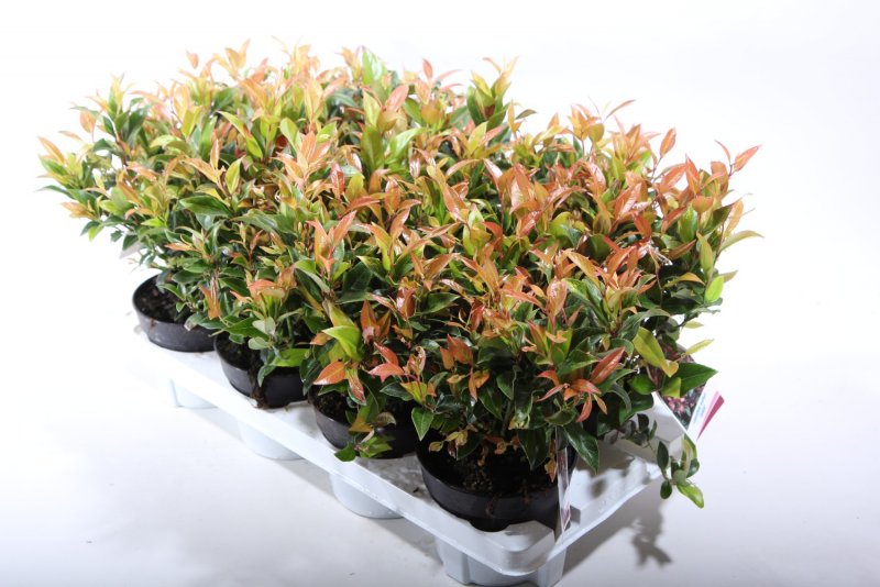 Leucothoe fontanesiana