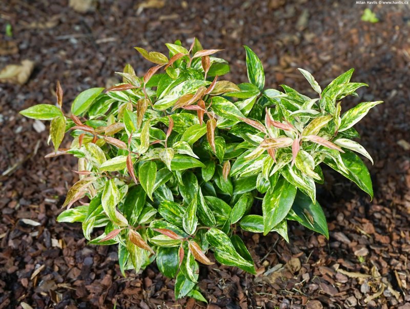Леукотоэ Рейнбоу Leucothoë