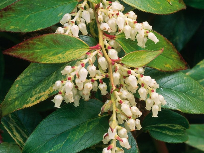 Leucothoe fontanesiana