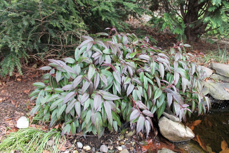 Leucothoe 'Zeblid'