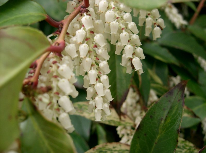 Леукотоэ Scarletta (сорт 'Zeblid')