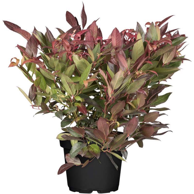 Леукотоэ Гетсби (Leucothoe keiskei Royal Ruby p9)